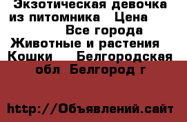 Экзотическая девочка из питомника › Цена ­ 25 000 - Все города Животные и растения » Кошки   . Белгородская обл.,Белгород г.